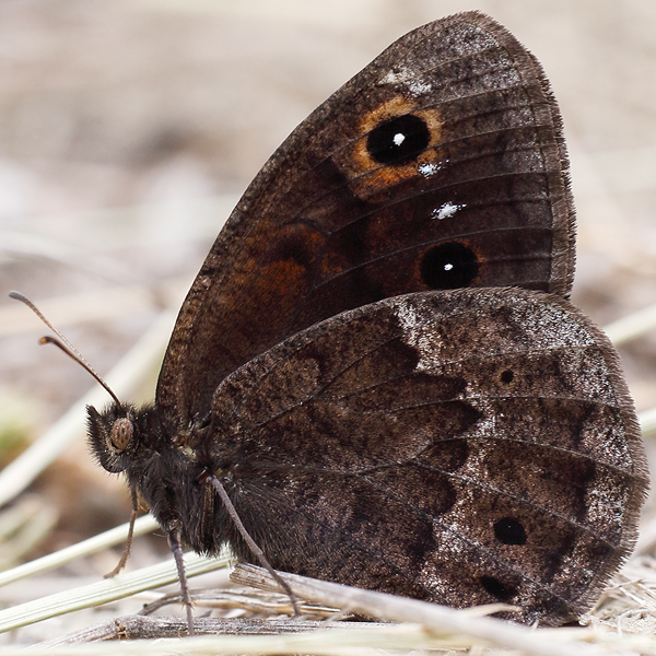 Satyrus ferula