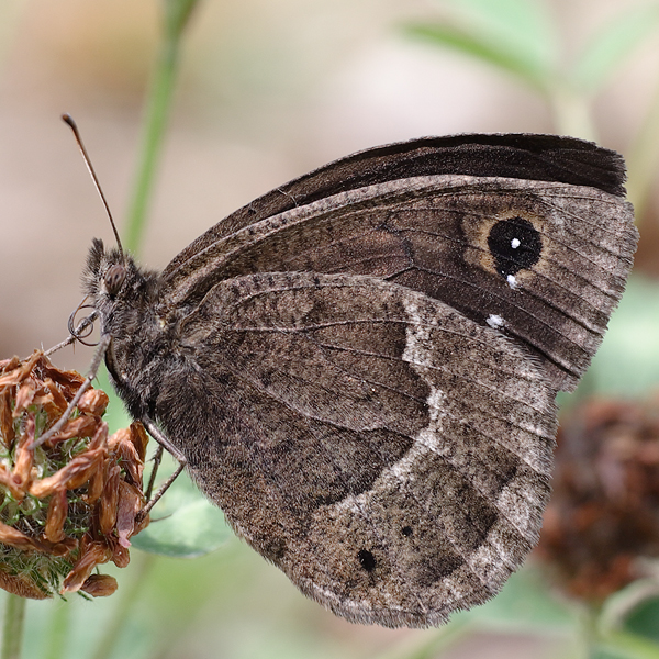 Satyrus ferula