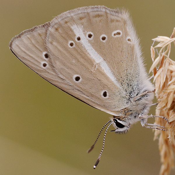 Polyommatus ripartii