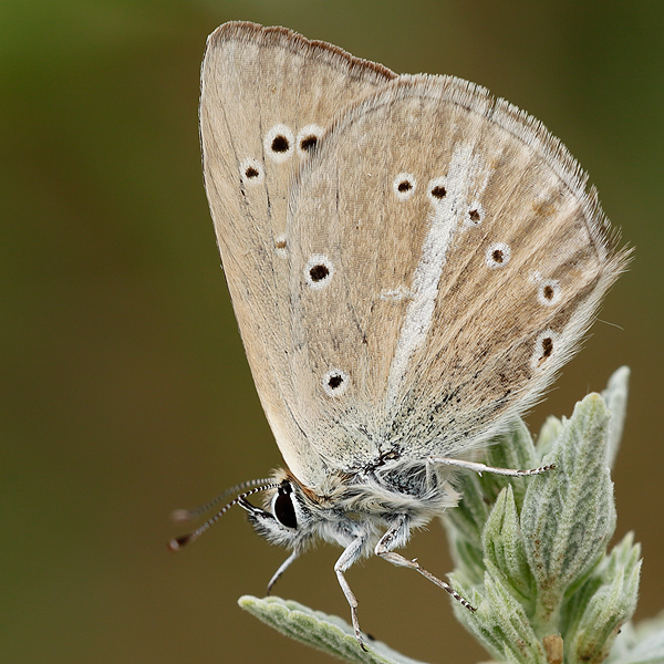 Polyommatus ripartii