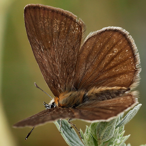 Polyommatus ripartii