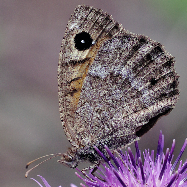 Satyrus ferula