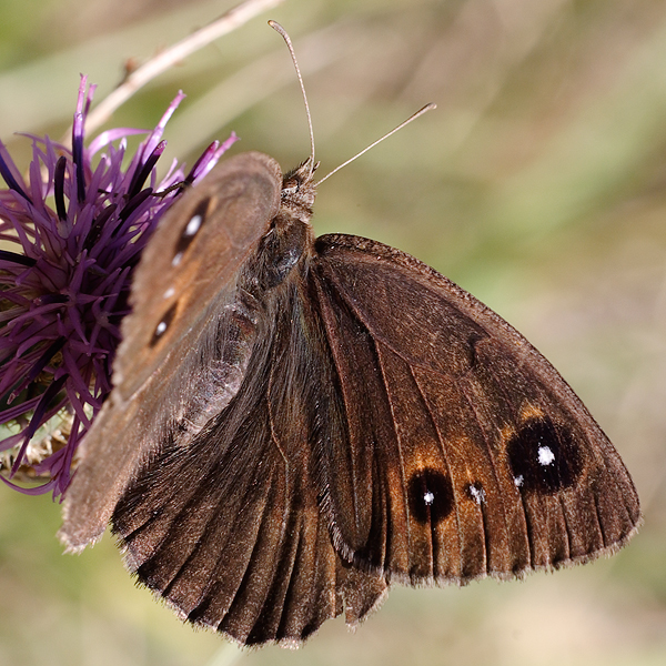 Satyrus ferula