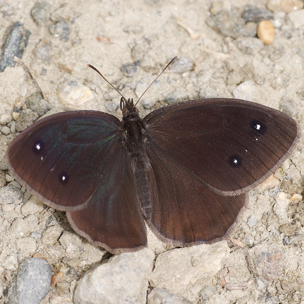 Satyrus ferula