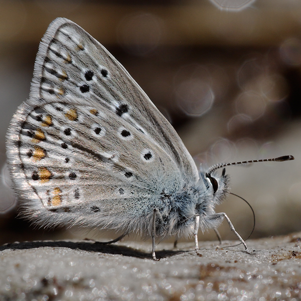 Polyommatus eros