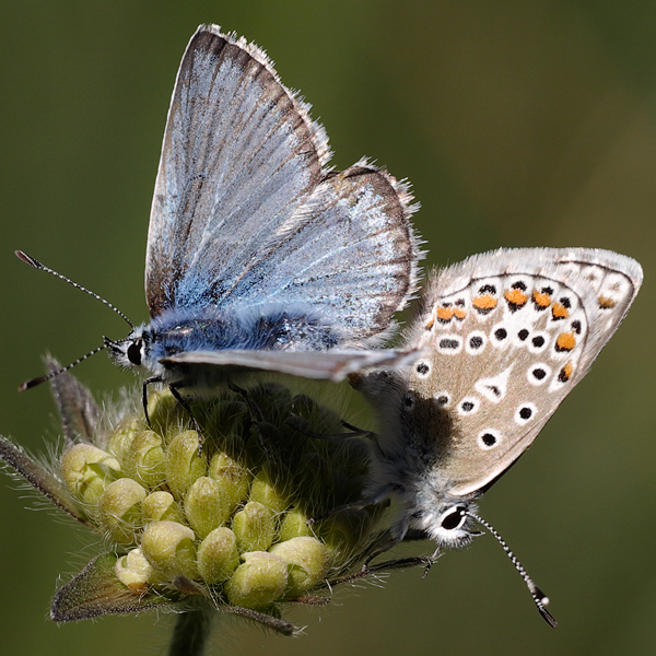 Polyommatus eros