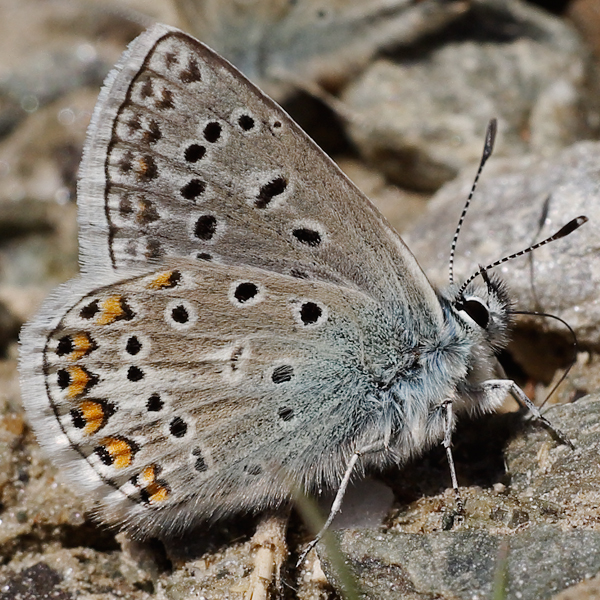 Polyommatus eros