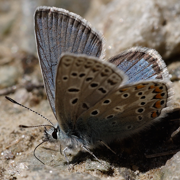 Polyommatus eros