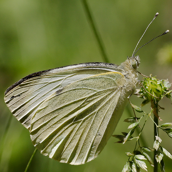 Pieris brassicae