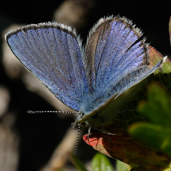 Plebejus orbitulus