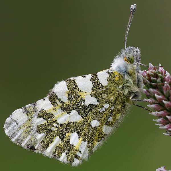 Euchloe simplonia