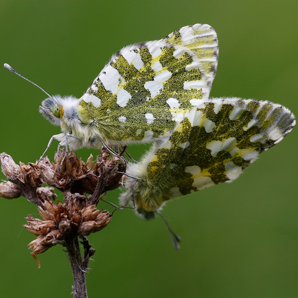 Euchloe simplonia