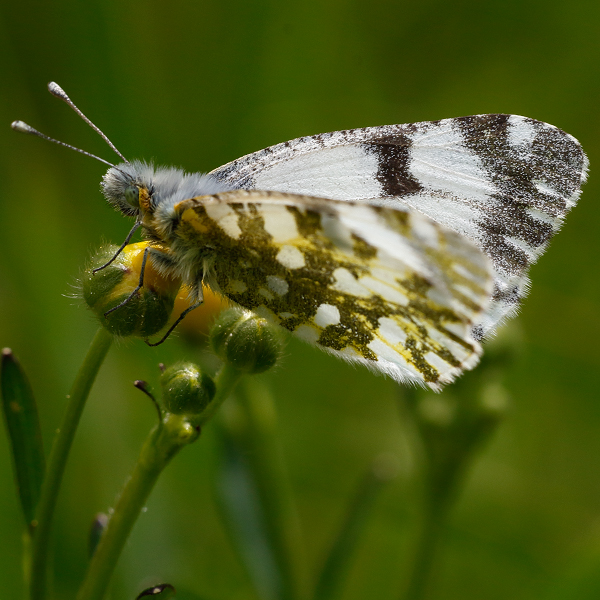 Euchloe simplonia