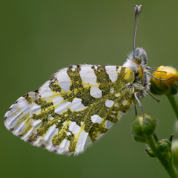 Euchloe simplonia