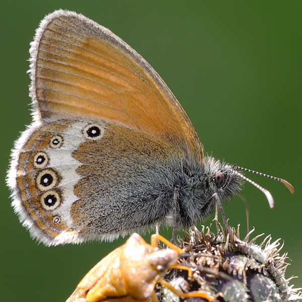 Coenonympha darwiniana