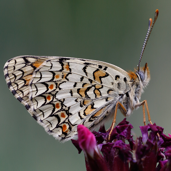 Melitaea phoebe