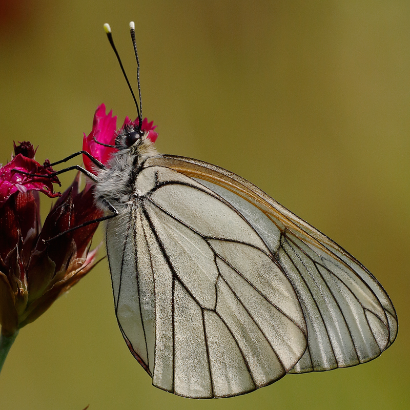 Aporia crataegi