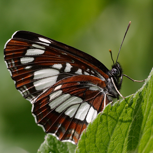 Neptis rivularis