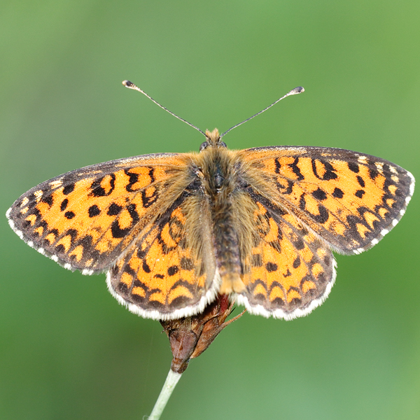 Melitaea trivia