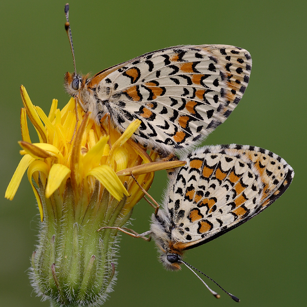 Melitaea trivia