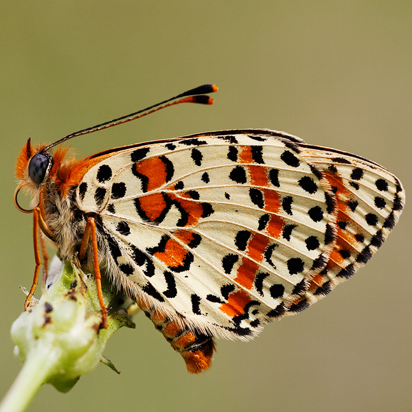 Melitaea trivia