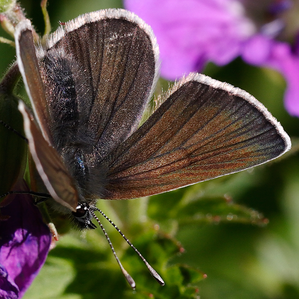 Aricia eumedon