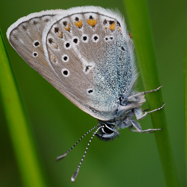 Aricia eumedon