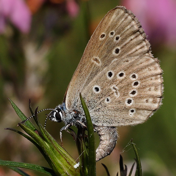 Maculinea alcon