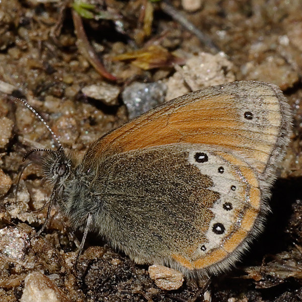 Coenonympha gardetta