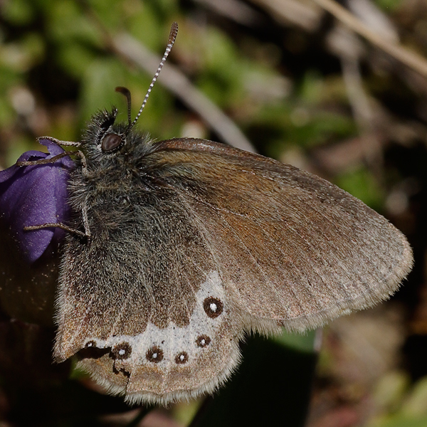 Coenonympha gardetta