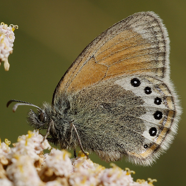 Coenonympha gardetta