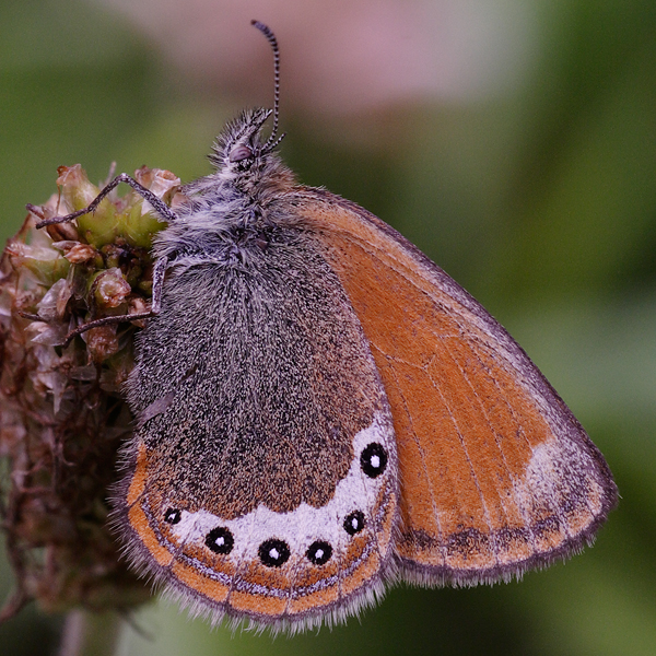 Coenonympha gardetta