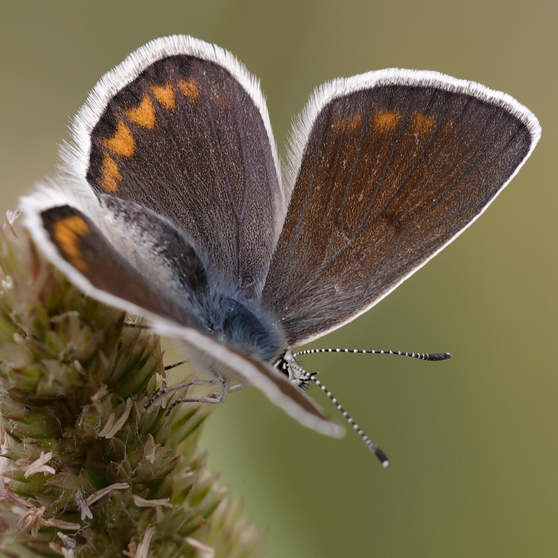 Polyommatus dorylas