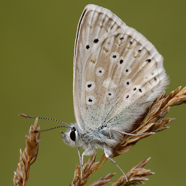 Polyommatus coridon