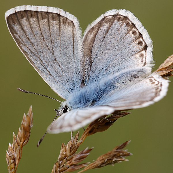 Polyommatus coridon