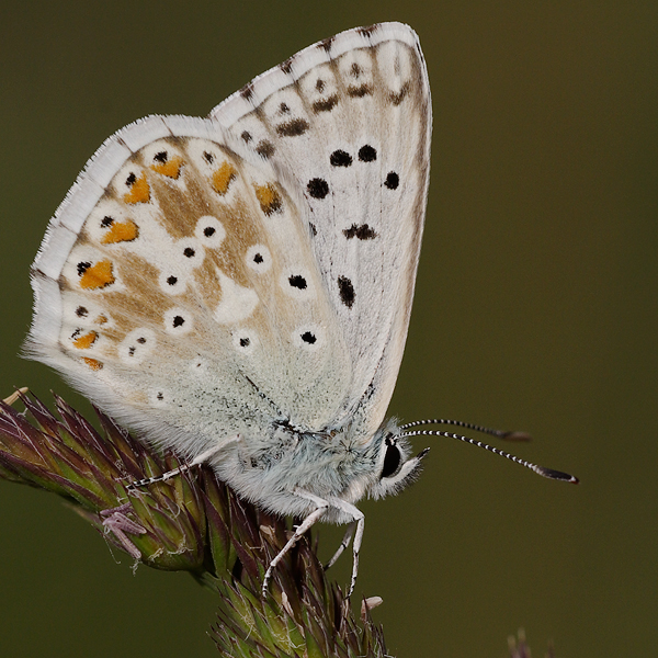 Polyommatus coridon