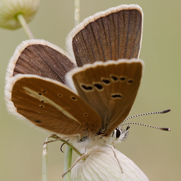 Polyommatus damon