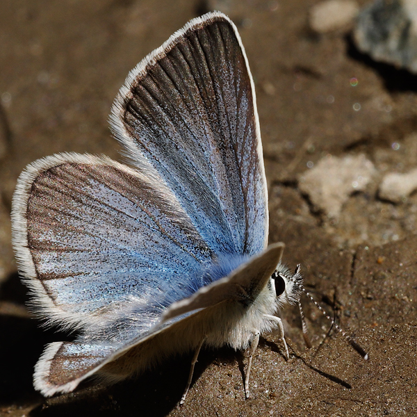 Polyommatus damon