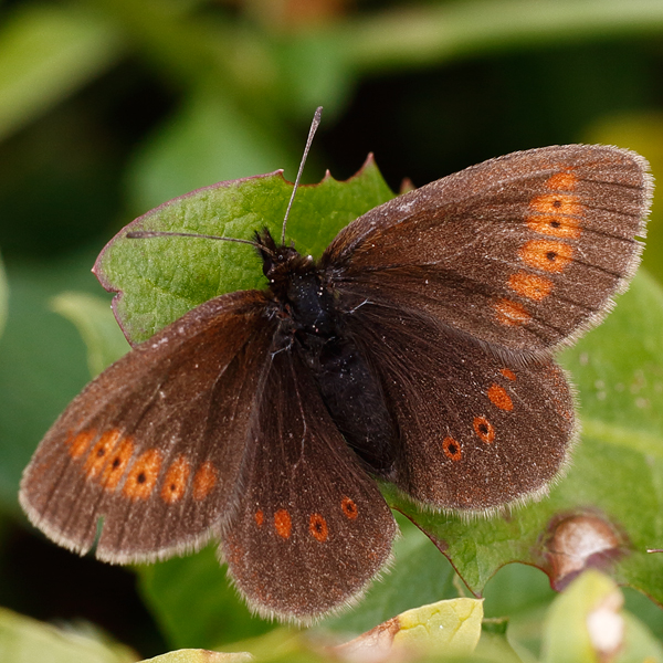 Erebia melampus