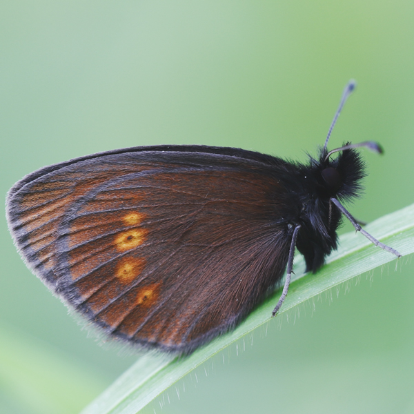 Erebia melampus