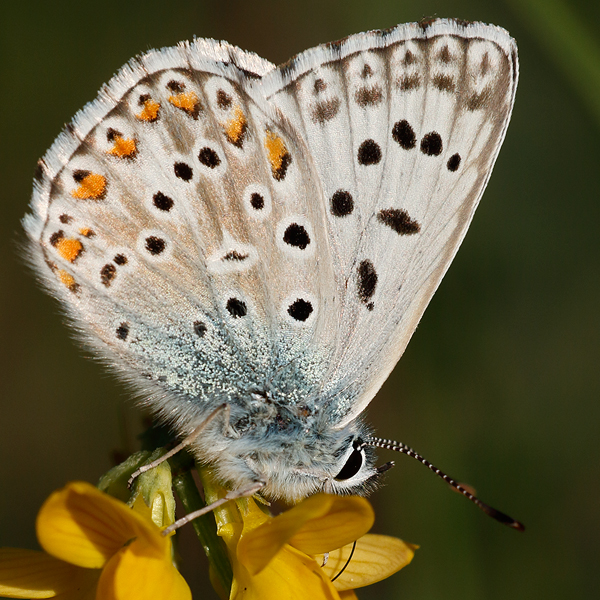 Polyommatus hispana