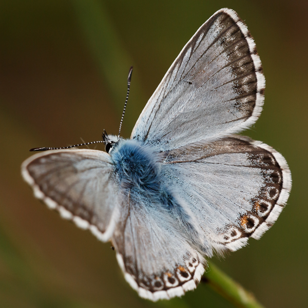 Polyommatus hispana