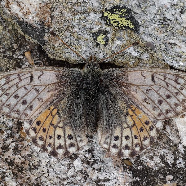 Boloria napaea