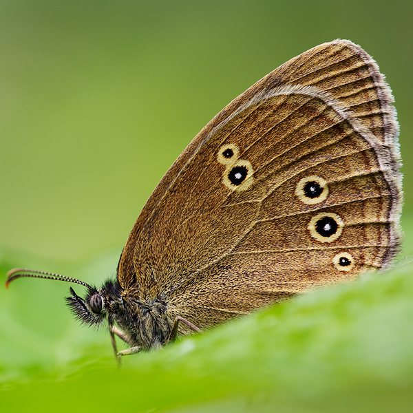 Aphantopus hyperantus