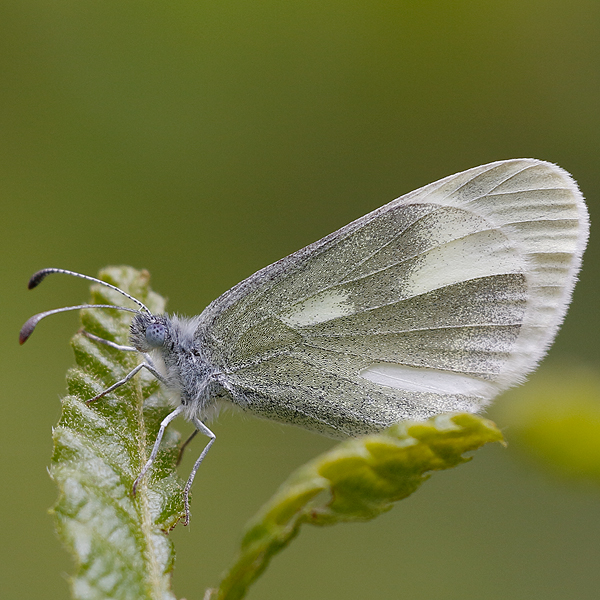 Leptidea duponcheli