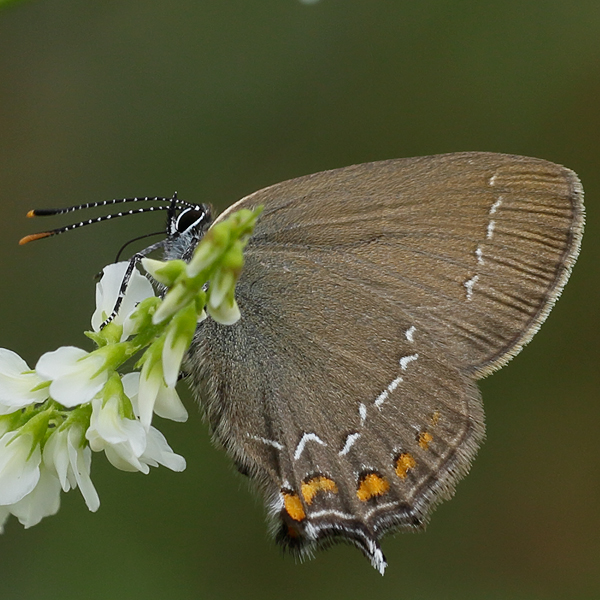 Satyrium ilicis