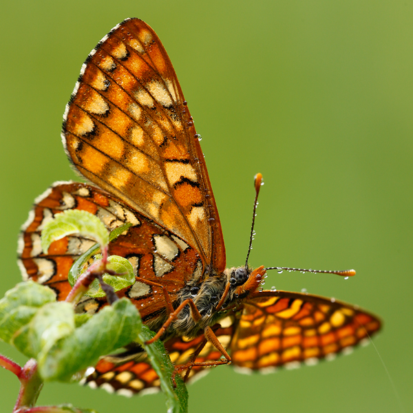 Euphydryas maturna