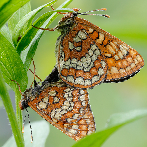 Euphydryas maturna