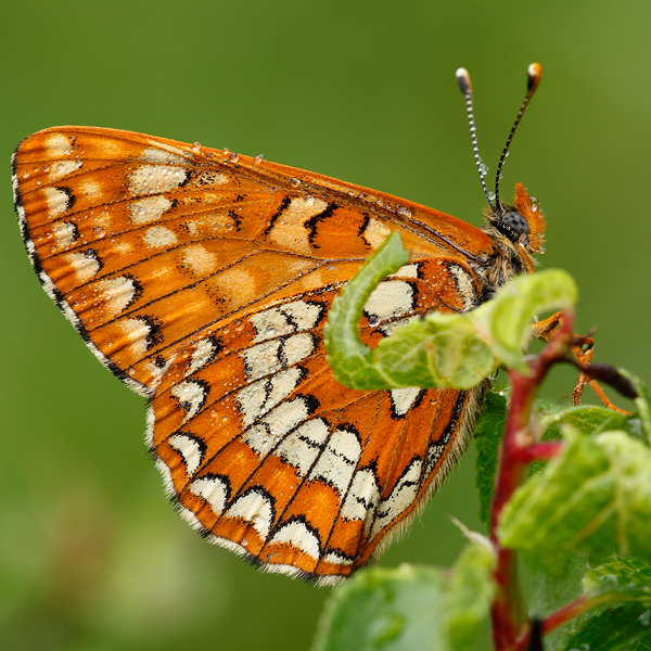 Euphydryas maturna