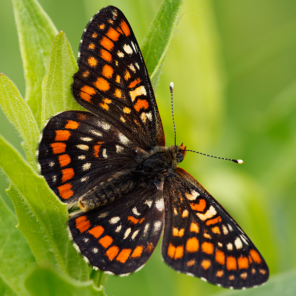 Euphydryas maturna